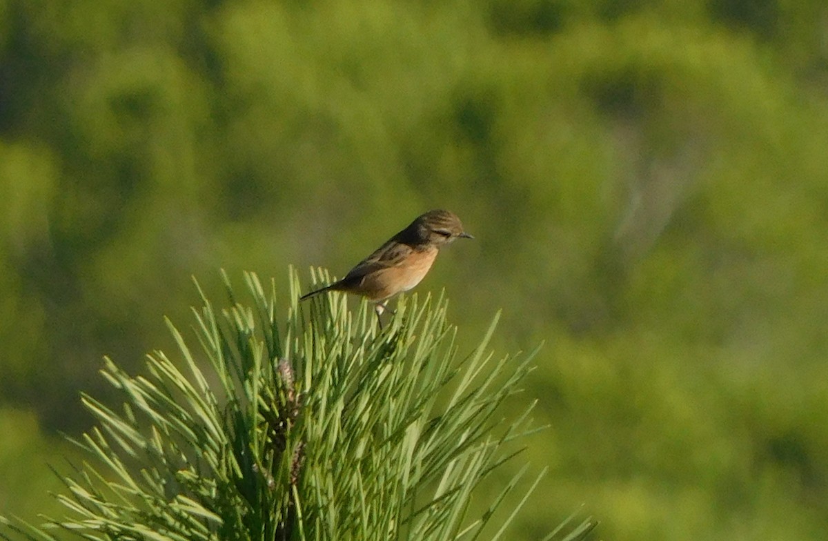 European Stonechat - ML270108291