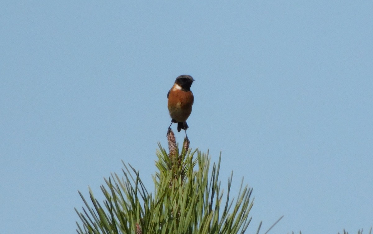 European Stonechat - ML270108691