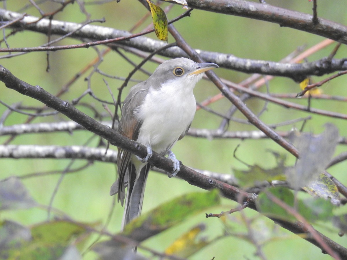 Yellow-billed Cuckoo - ML270109301