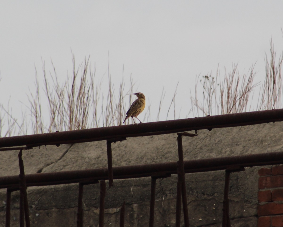 Eastern Meadowlark - ML270111911