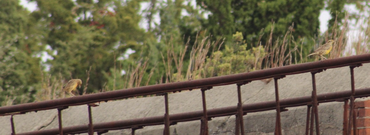 Eastern Meadowlark - ML270112061