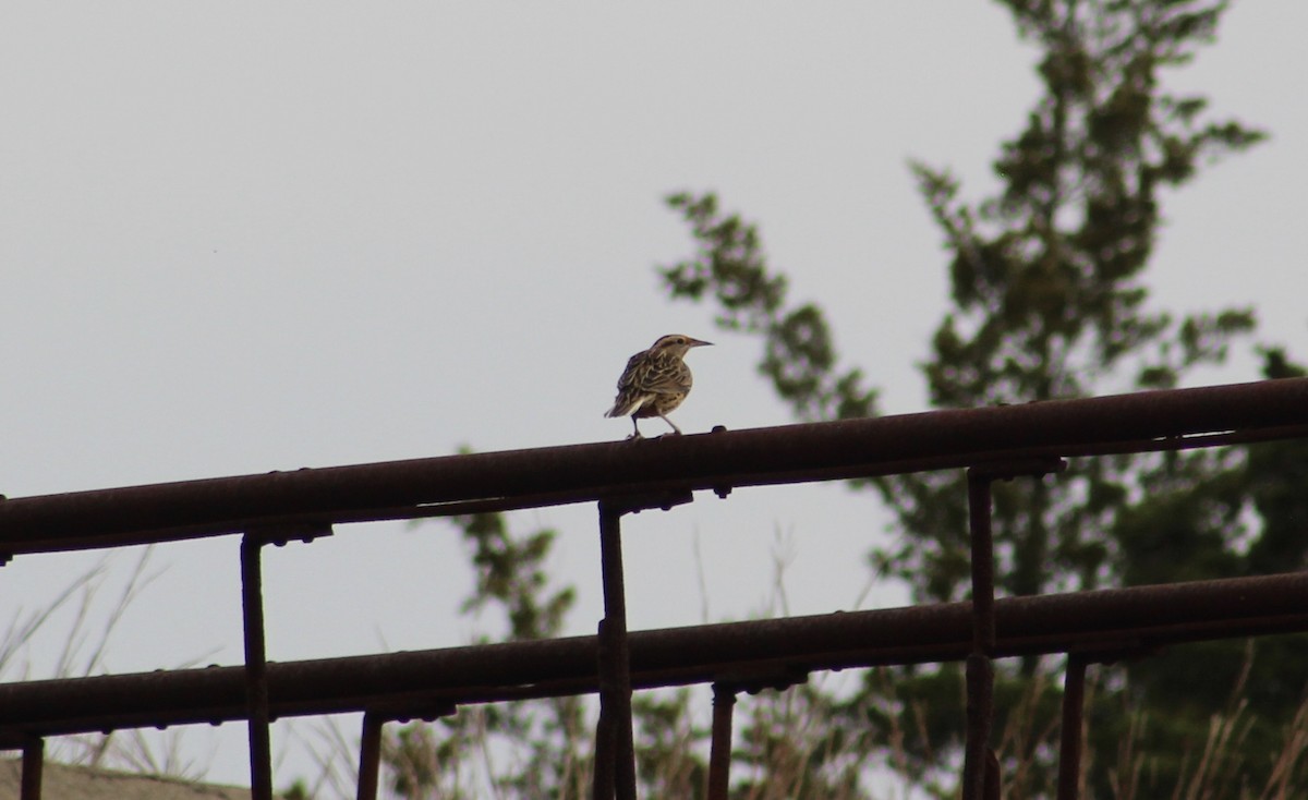 Eastern Meadowlark - ML270113031