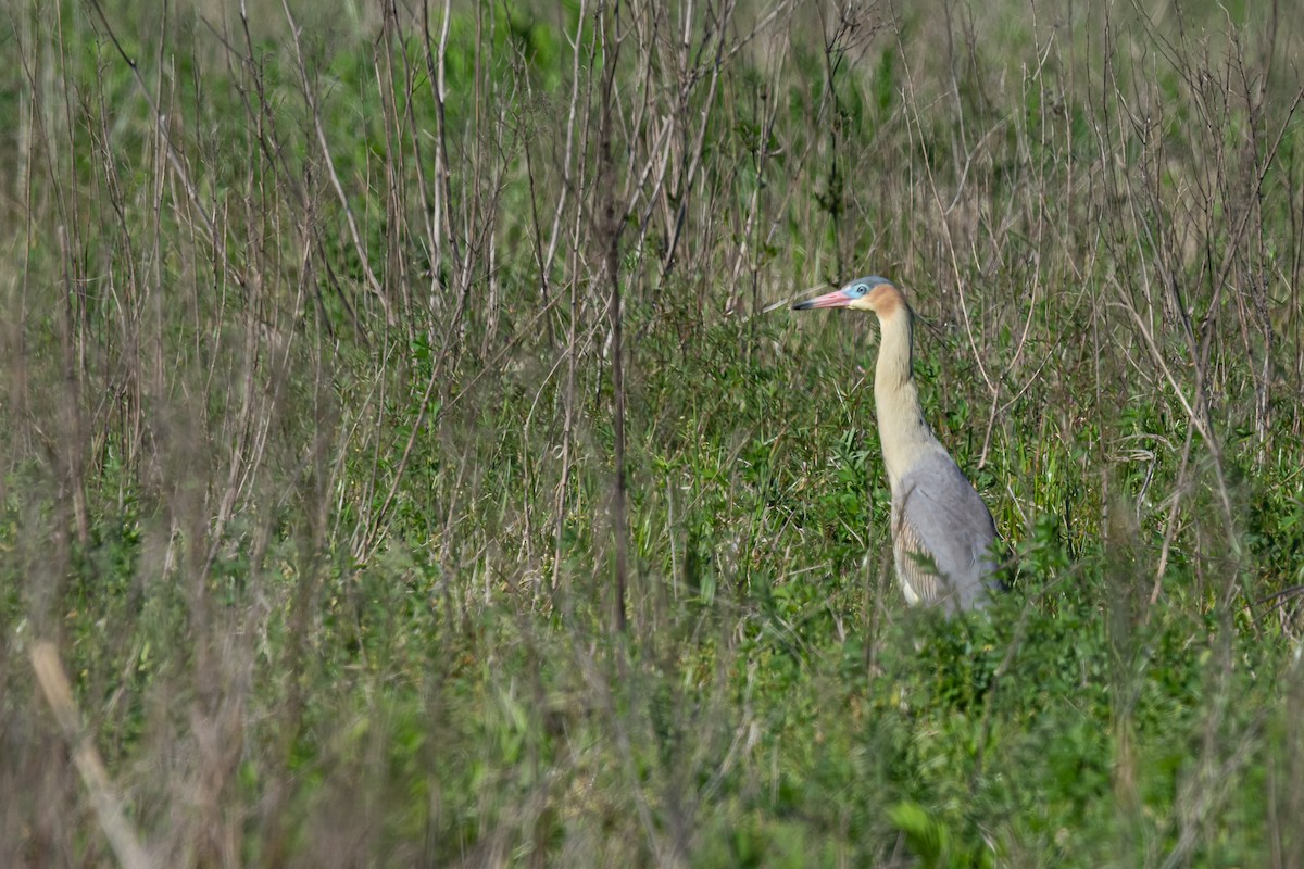 Whistling Heron - ML270113051