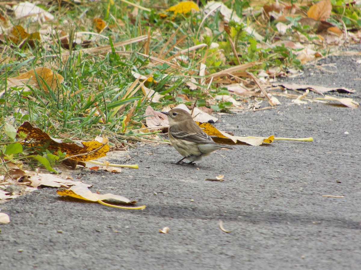 Yellow-rumped Warbler - ML270113151