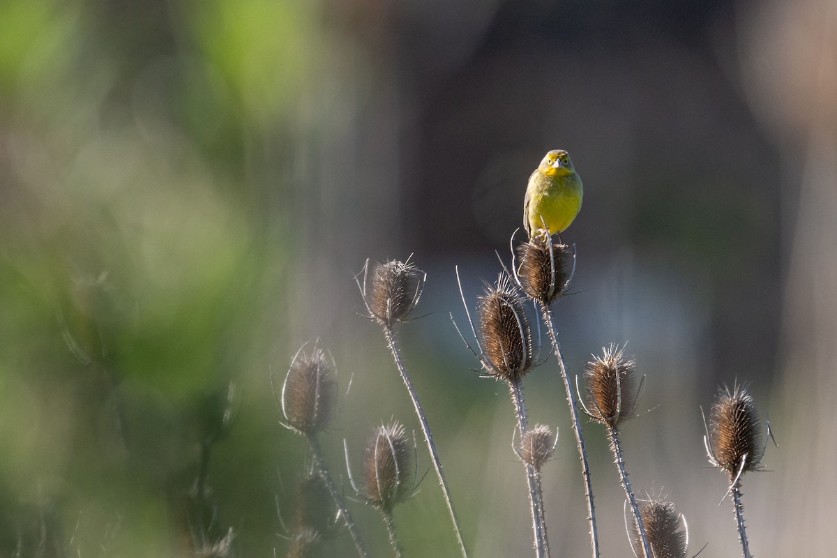 Grassland Yellow-Finch - ML270113651