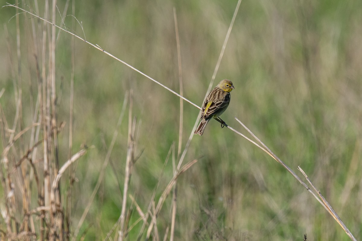 Grassland Yellow-Finch - ML270113671