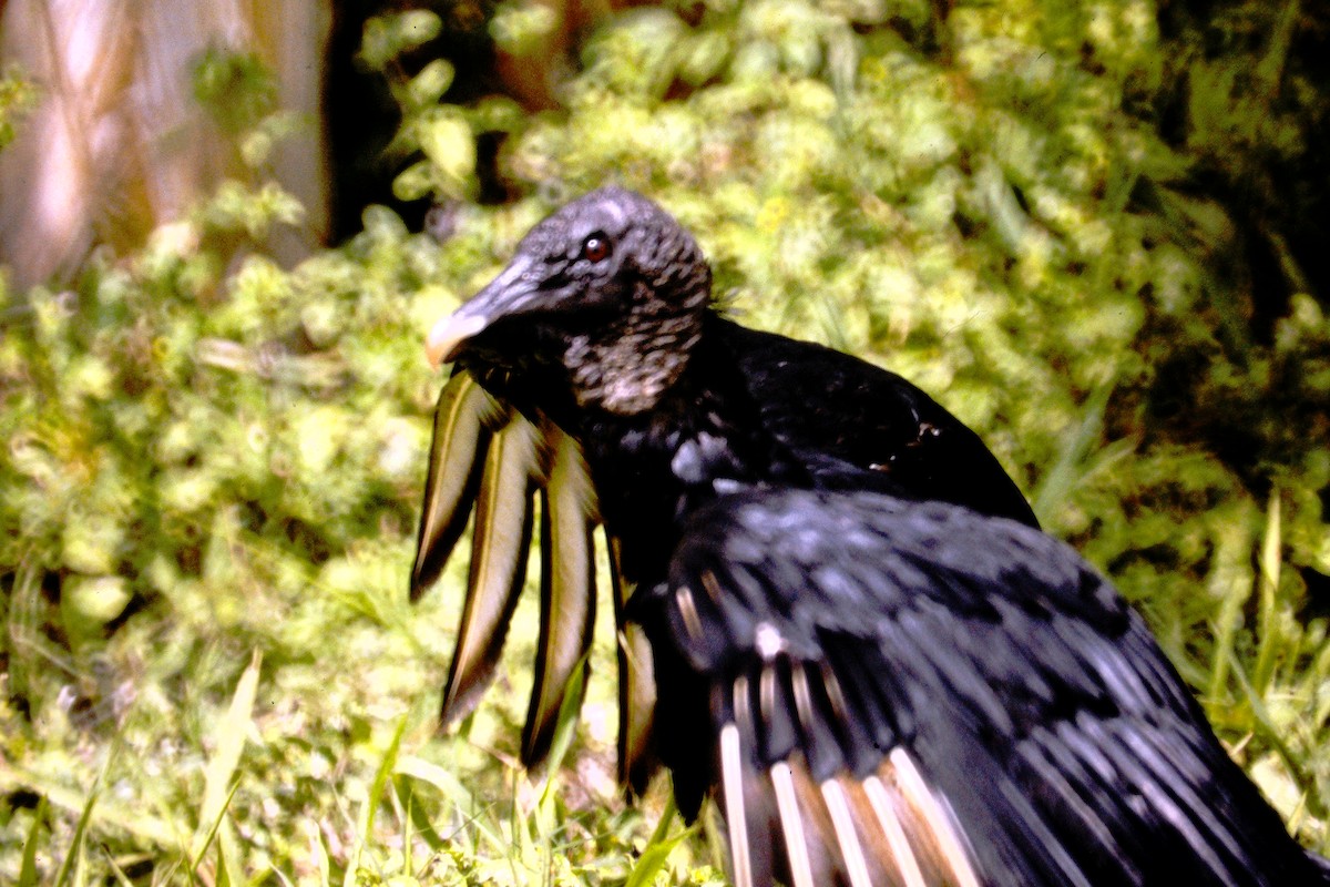 Black Vulture - ML270113861