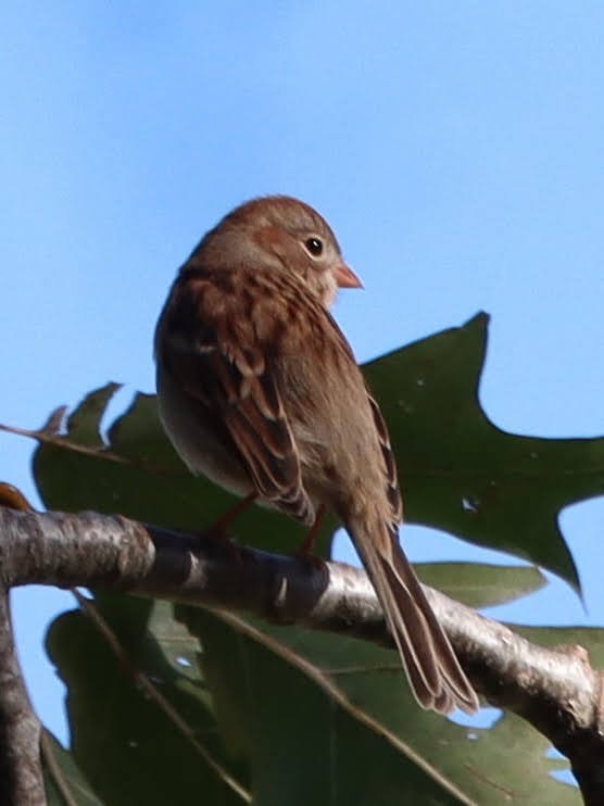 Field Sparrow - ML270117961