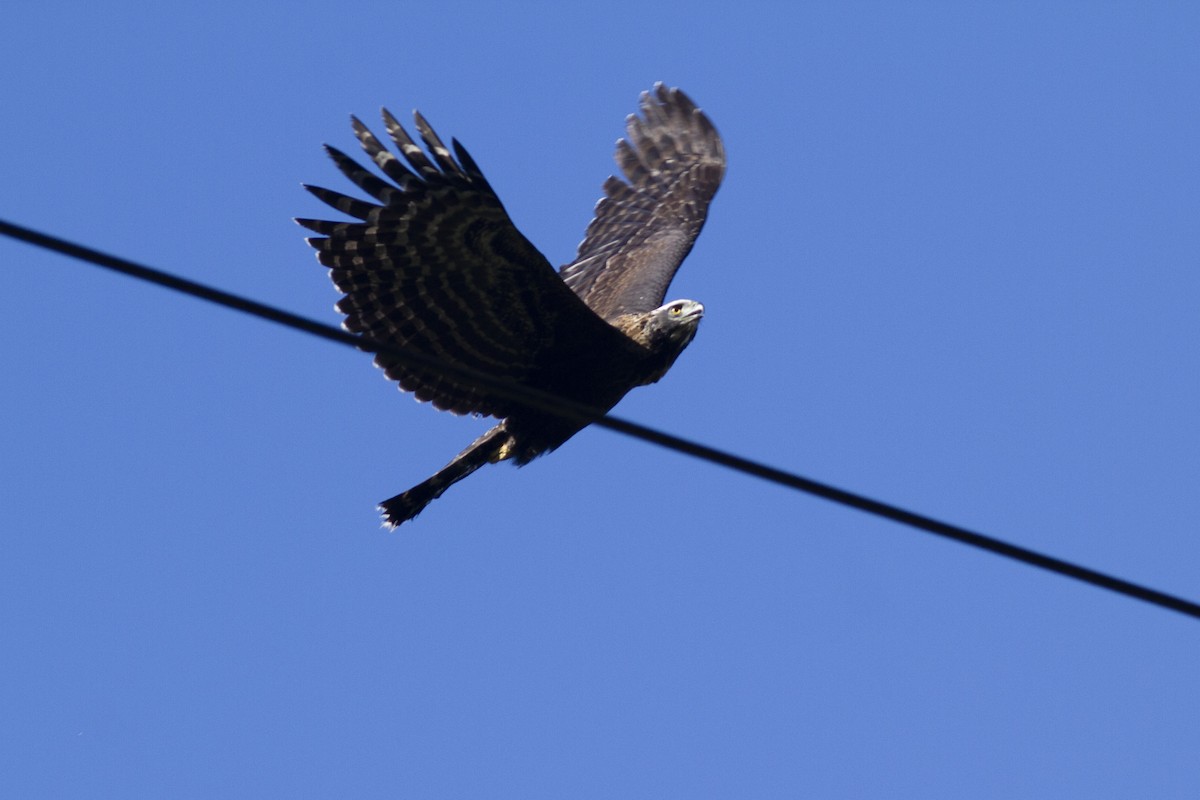Чёрный хохлатый орёл - ML270120091