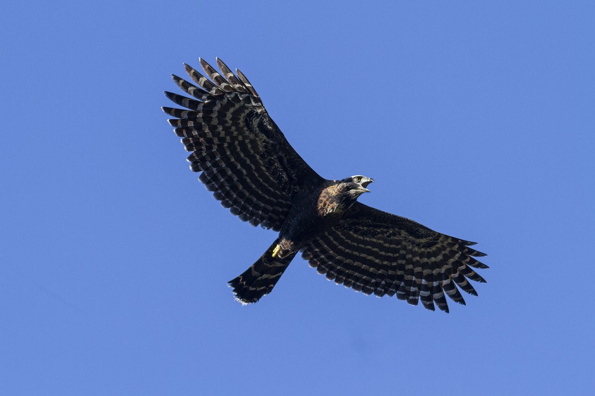 Águila Negra - ML270120111