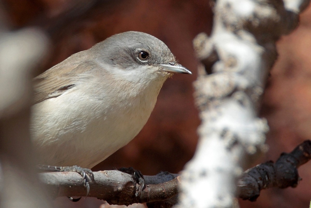 Lesser Whitethroat - Tiago Guerreiro