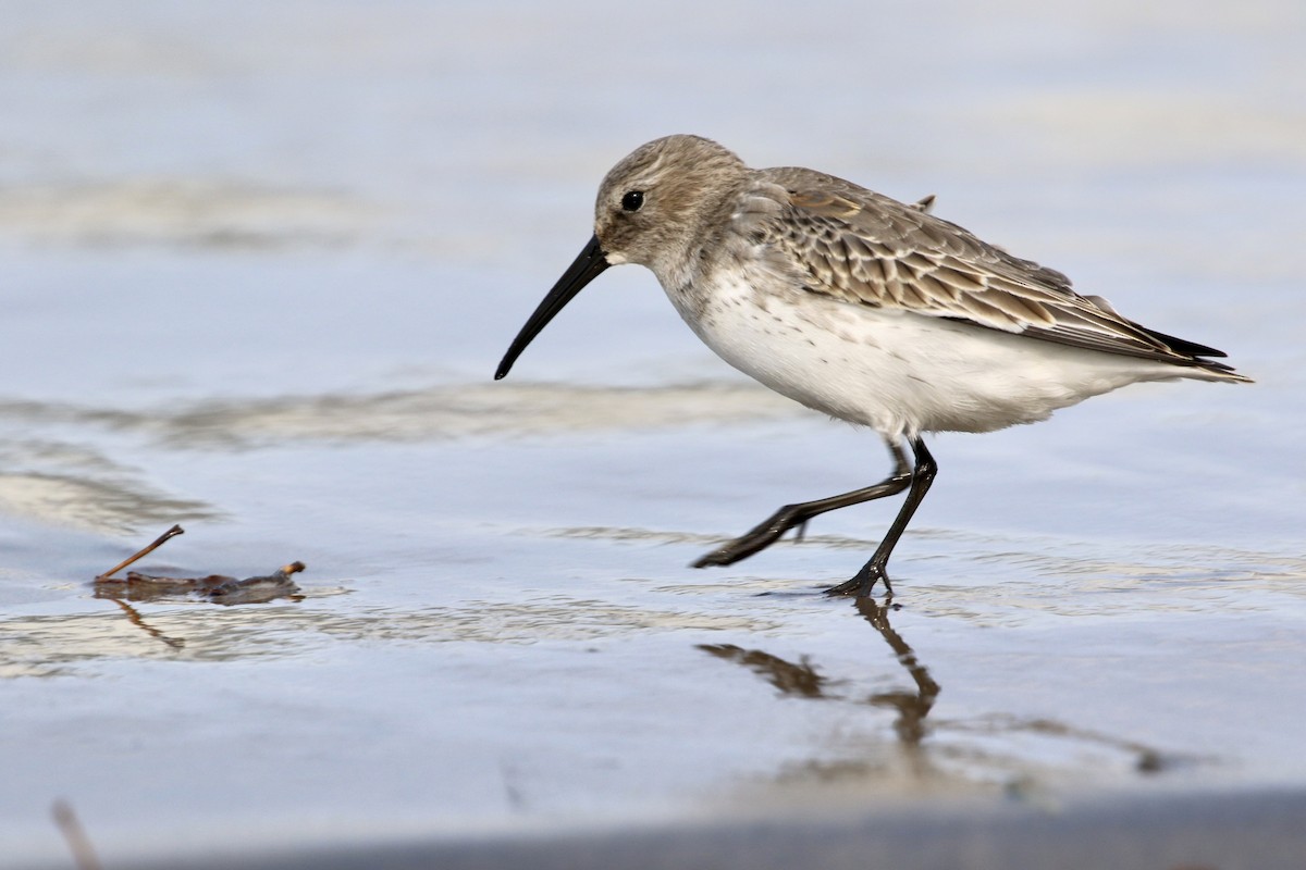 Dunlin - Jim Smallwood