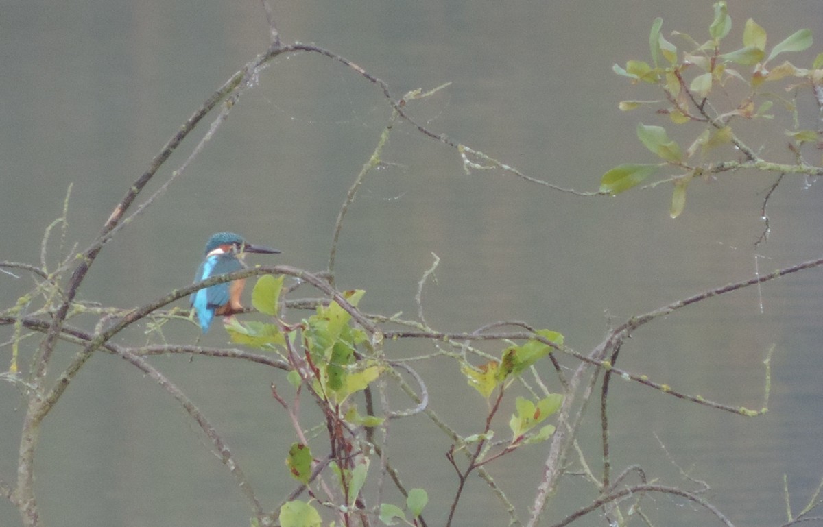 Common Kingfisher - Libor Schröpfer