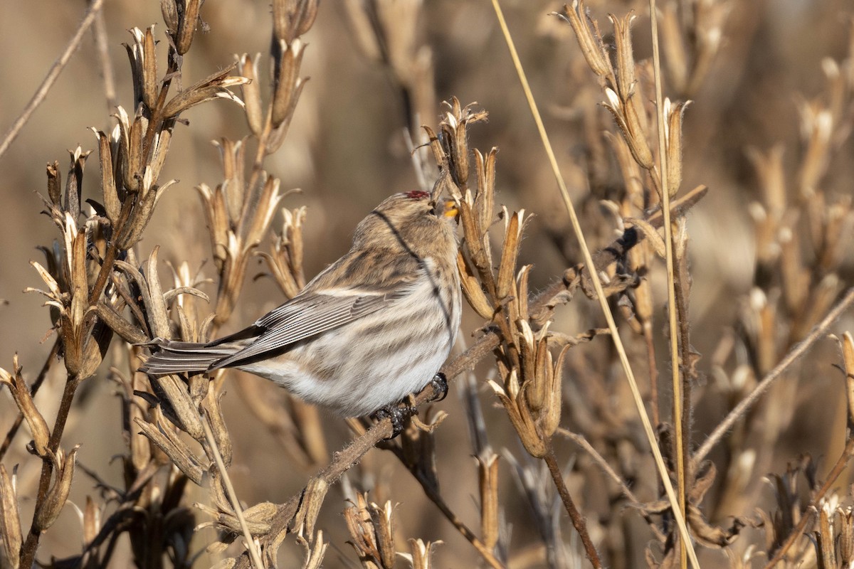 Redpoll (Common) - ML270124431