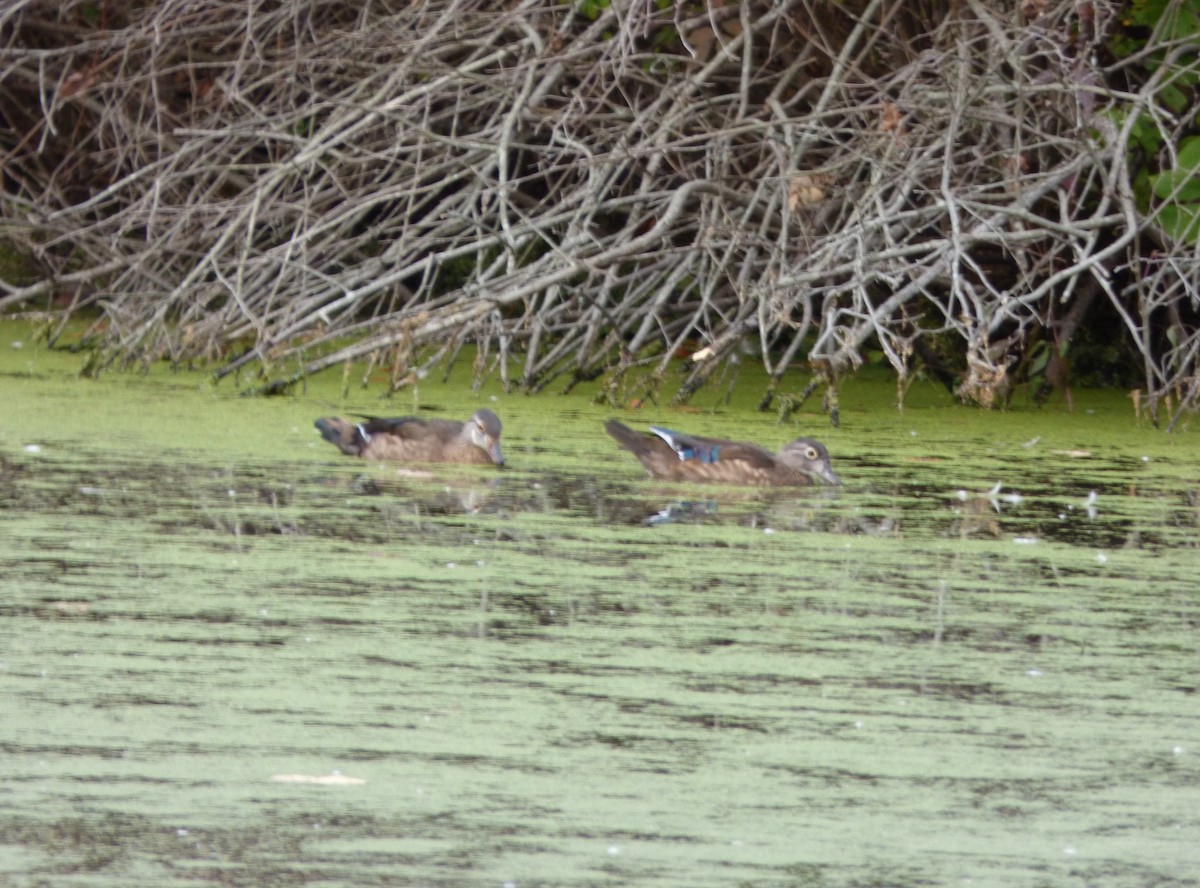 Canard branchu - ML270130231