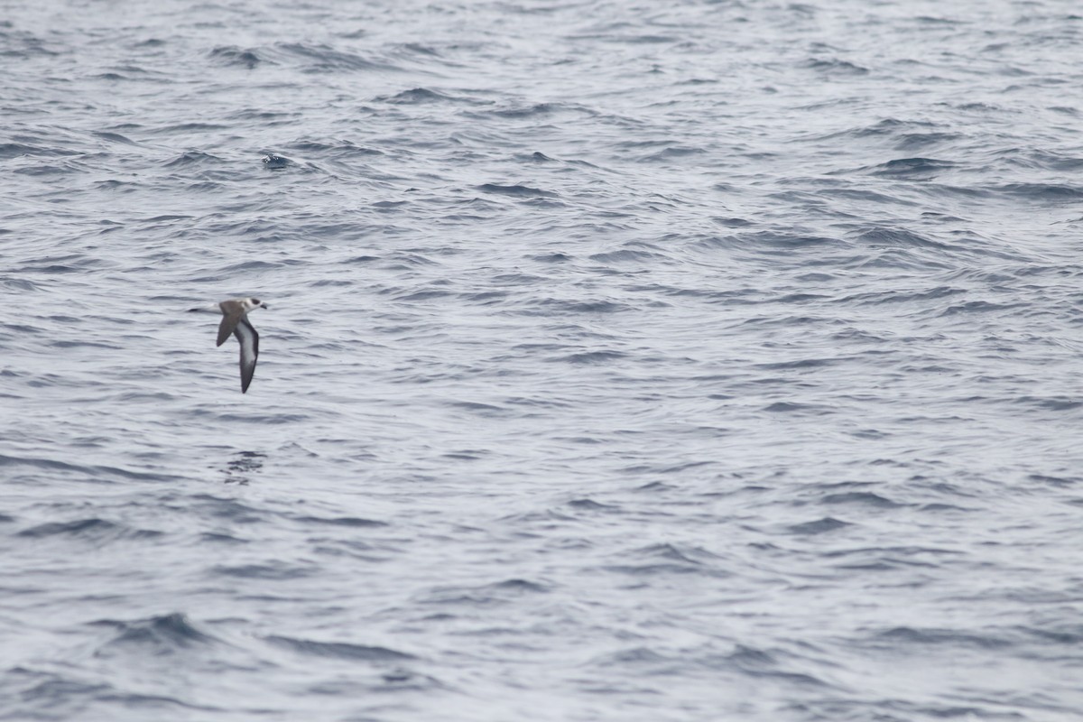 Black-capped Petrel - ML270130301