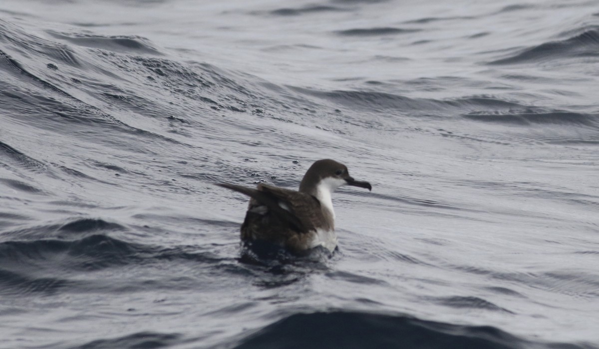 Great Shearwater - ML270130511