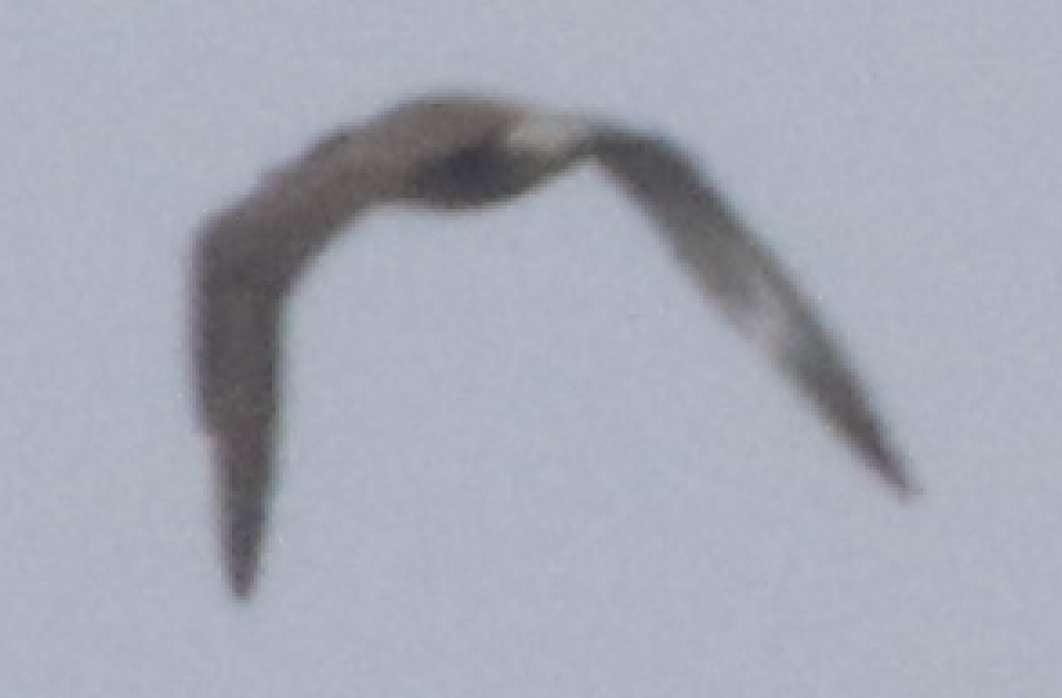 Parasitic Jaeger - ML270130791