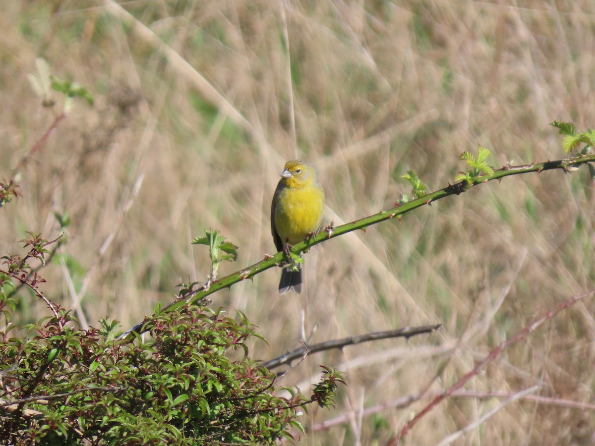 Grassland Yellow-Finch - ML270131071