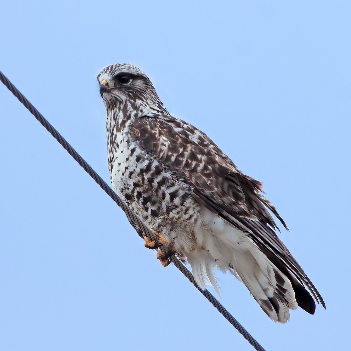 Rough-legged Hawk - Sue&Gary Milks