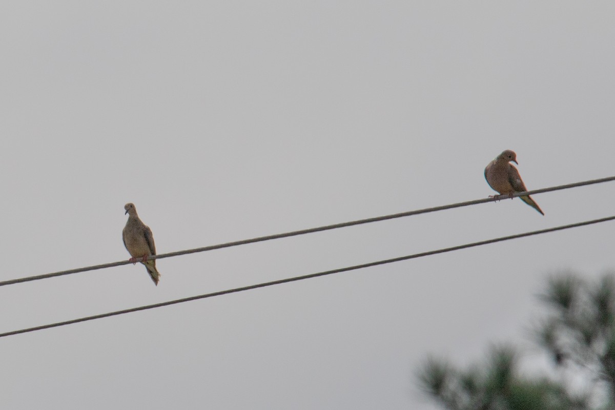 Mourning Dove - ML270134081