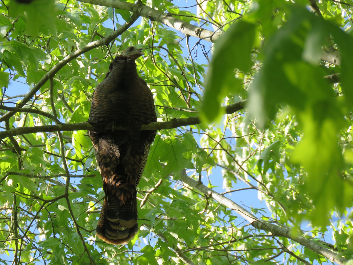 Wild Turkey - ML27013421