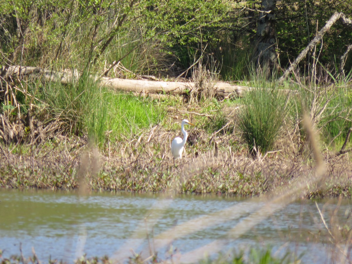 Great Egret - ML27013451