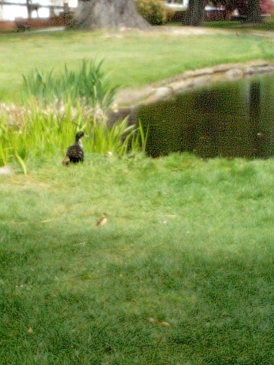 Muscovy Duck (Domestic type) - ML270135151