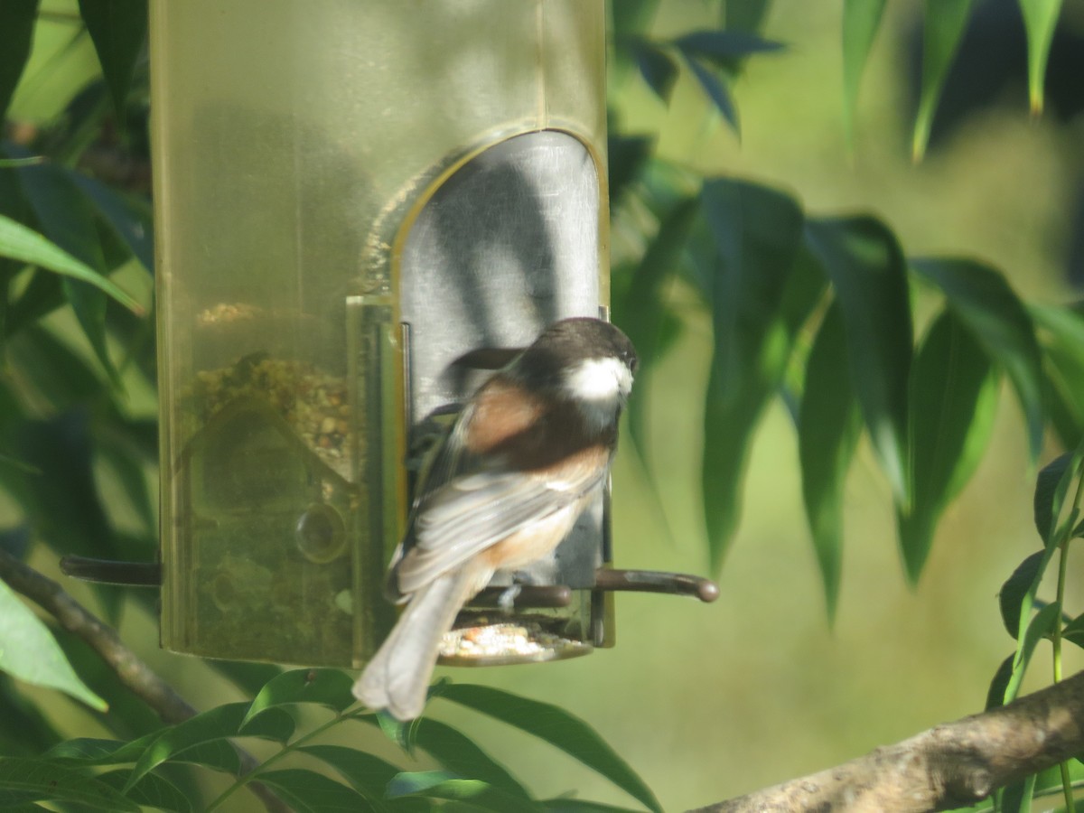 Chestnut-backed Chickadee - Gayle Dangers-Meusel