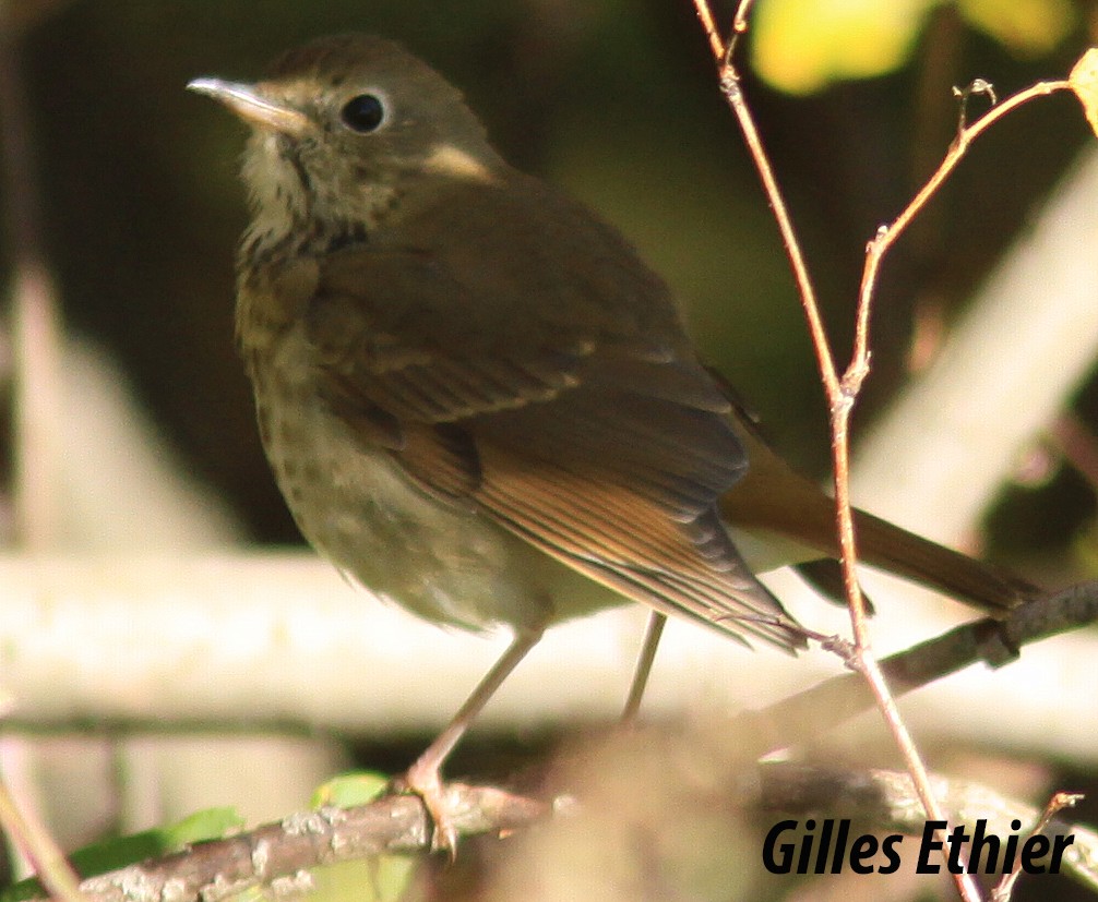 Hermit Thrush - ML270137331