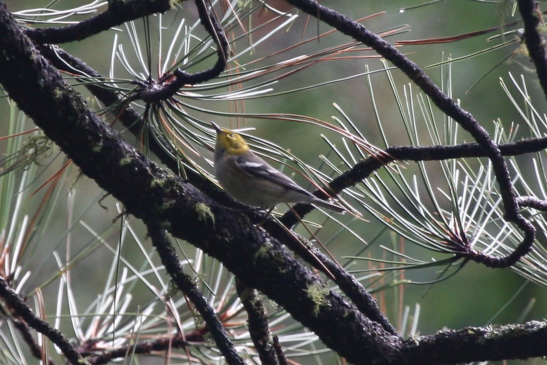 Hermit Warbler - ML270137711