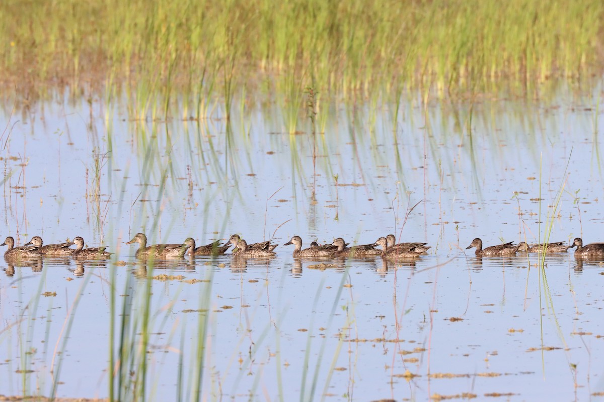 Gadwall - ML270138711