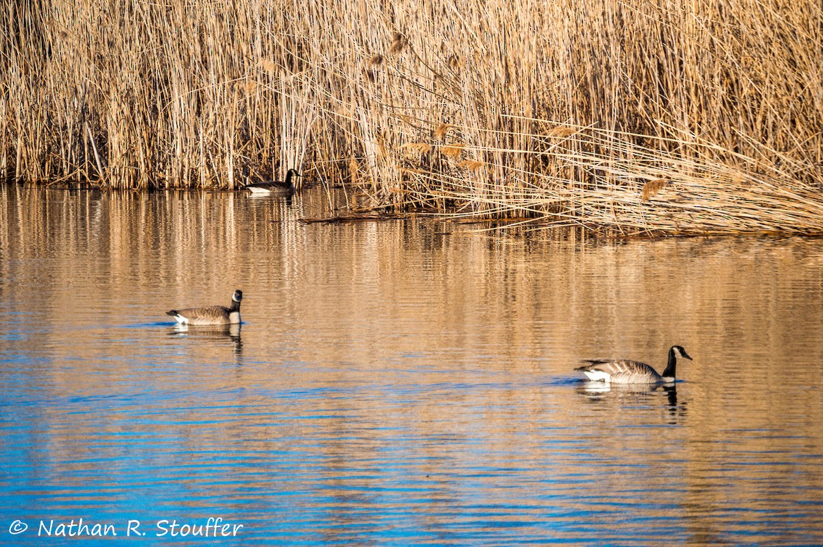 Canada Goose - ML27013921