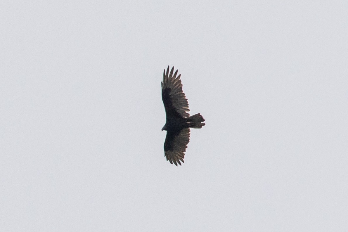 kalkunkondor - ML270140291
