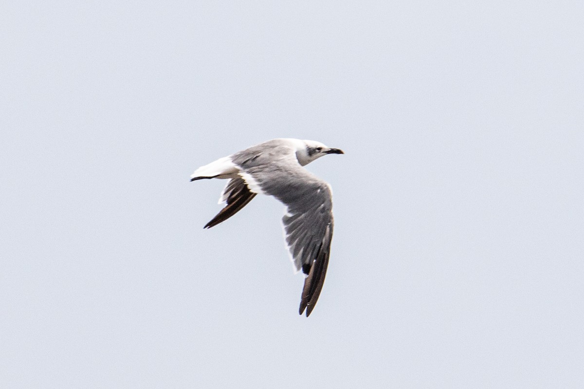 lattermåke - ML270140351