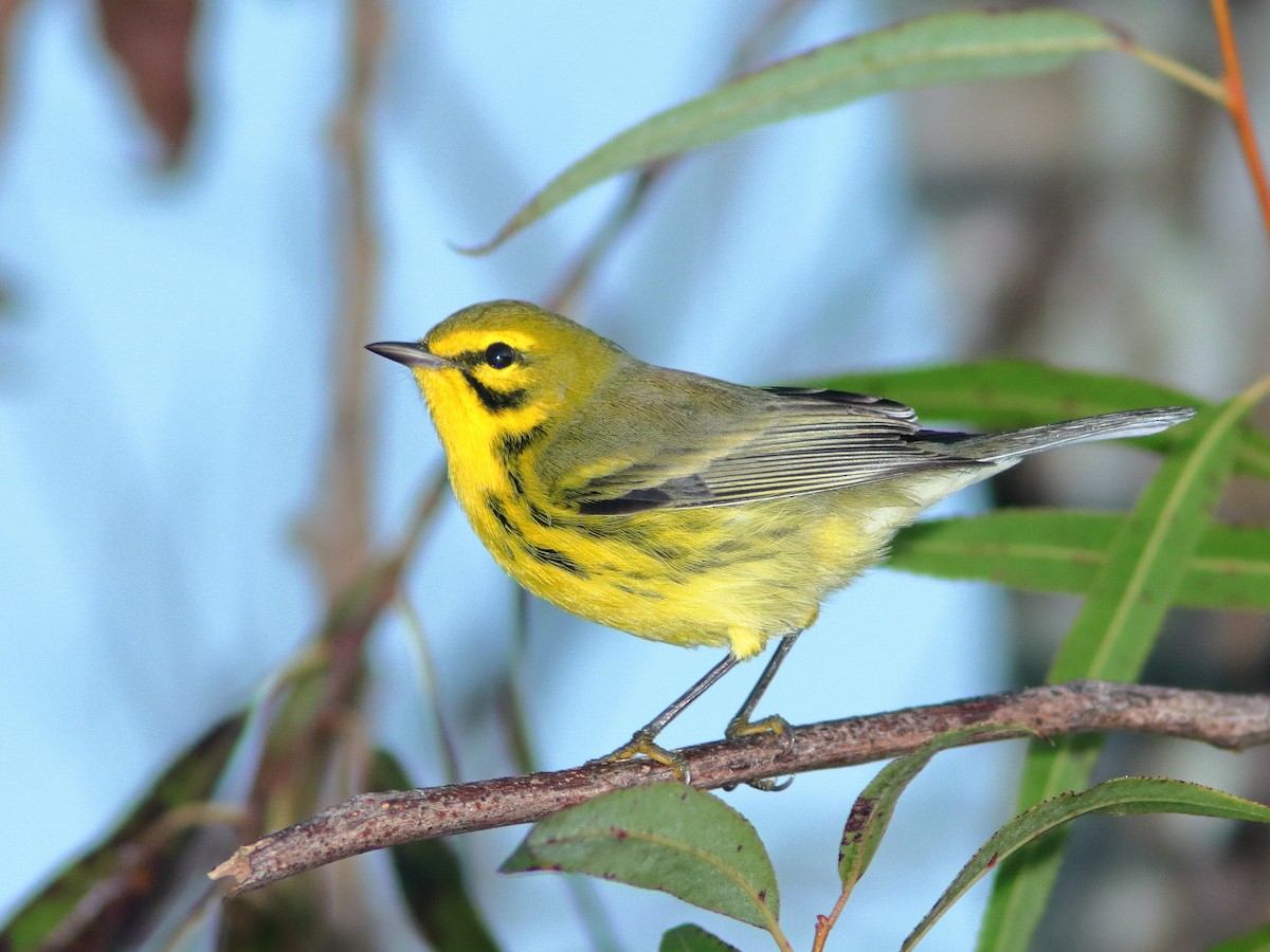 Prairie Warbler - Kenneth Schneider