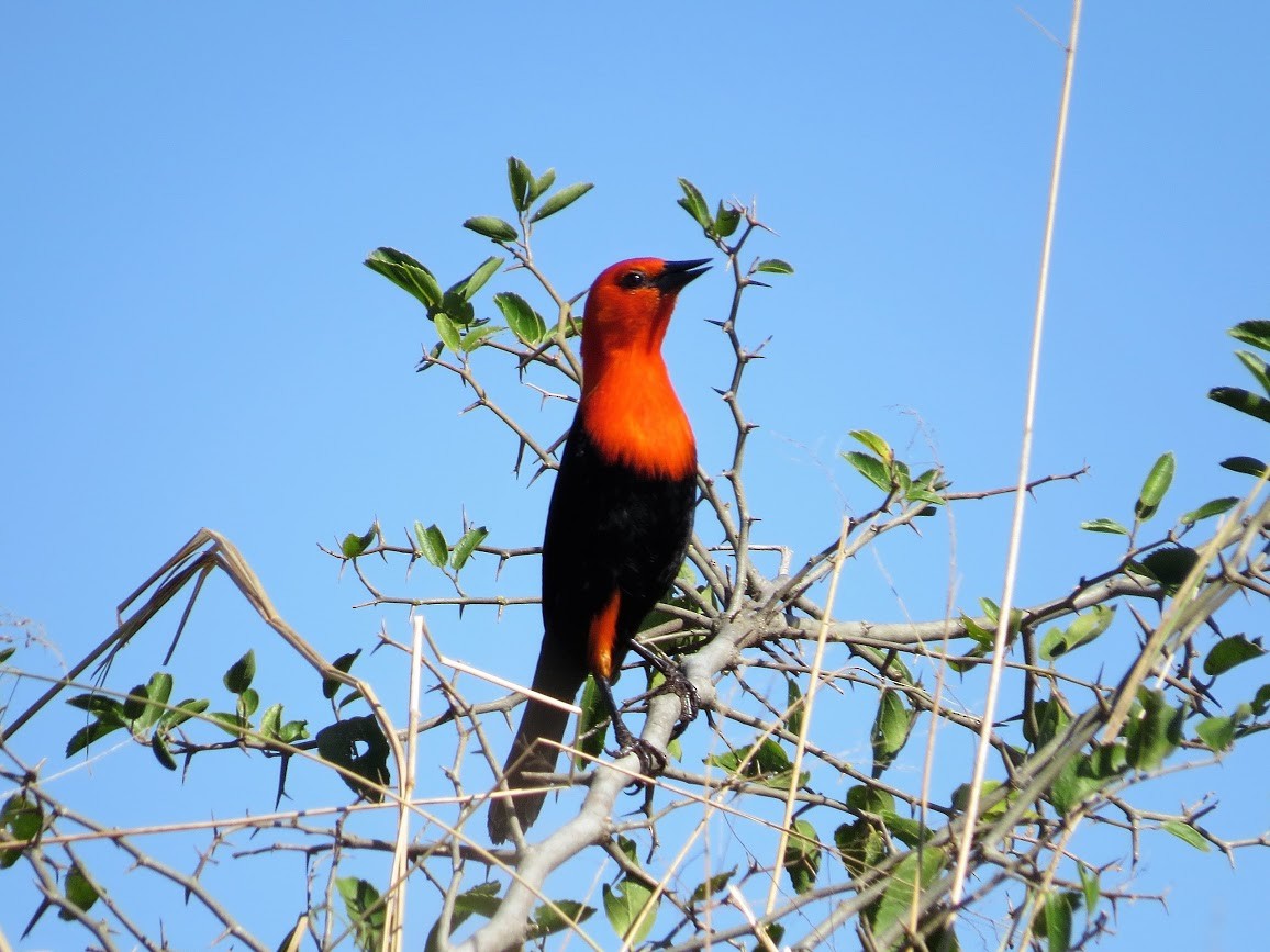 Scarlet-headed Blackbird - Adam Betuel