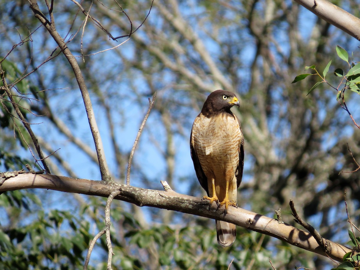 Roadside Hawk - ML270142971