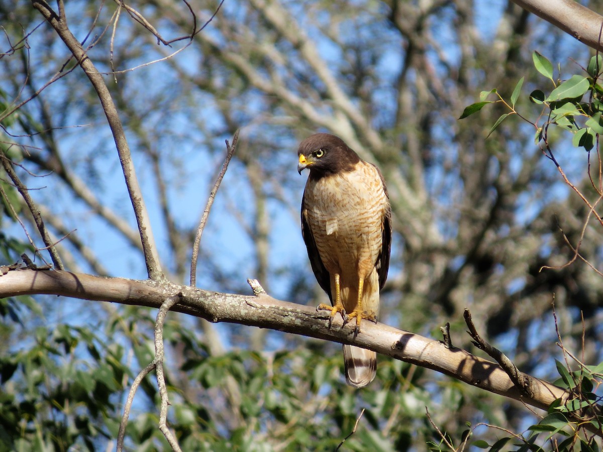 Roadside Hawk - ML270142981