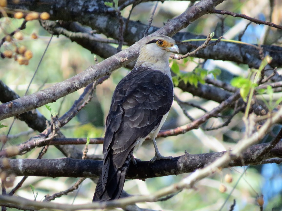 Yellow-headed Caracara - ML270143011