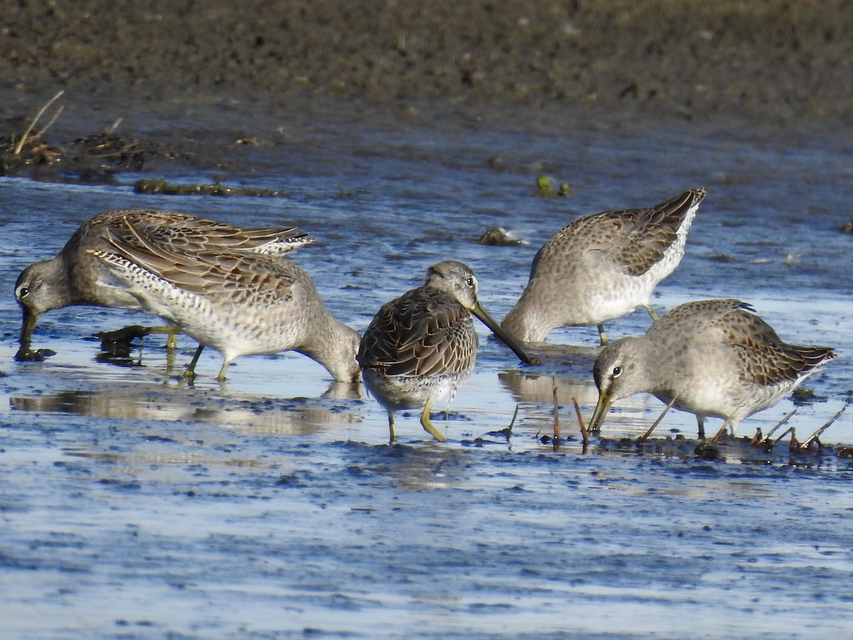 Long-billed Dowitcher - ML270143761