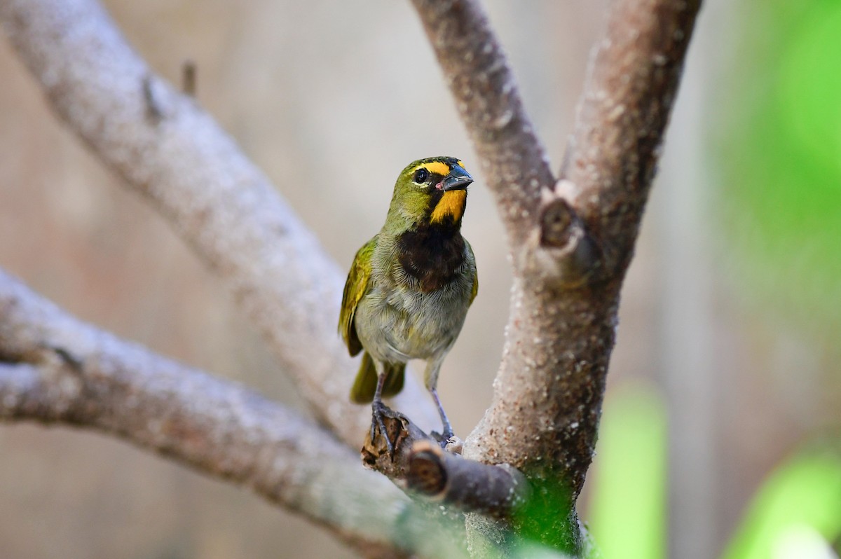 Yellow-faced Grassquit - ML270144821