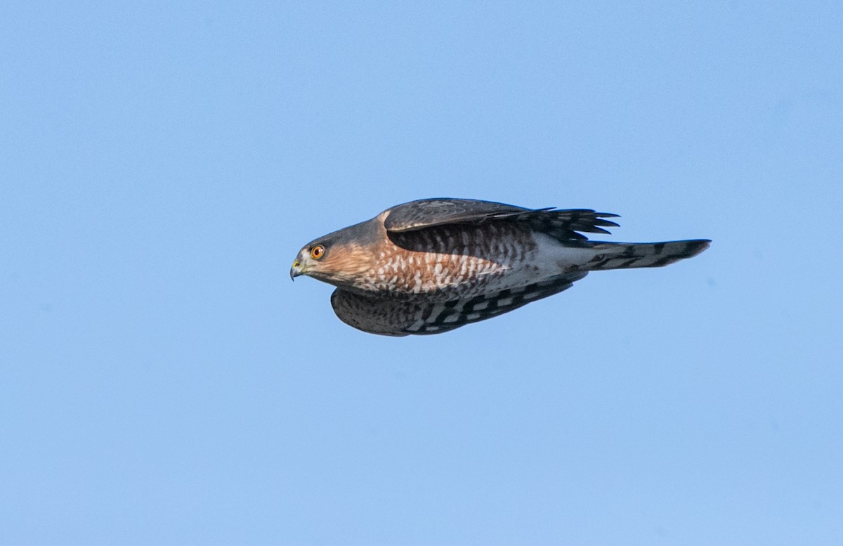 Sharp-shinned Hawk - Brandon Holden