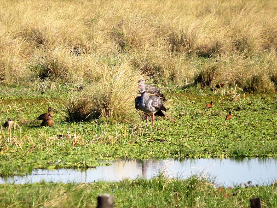 Southern Screamer - ML270146601