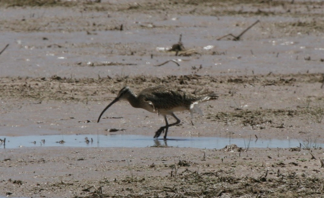 Whimbrel - Cole Wolf