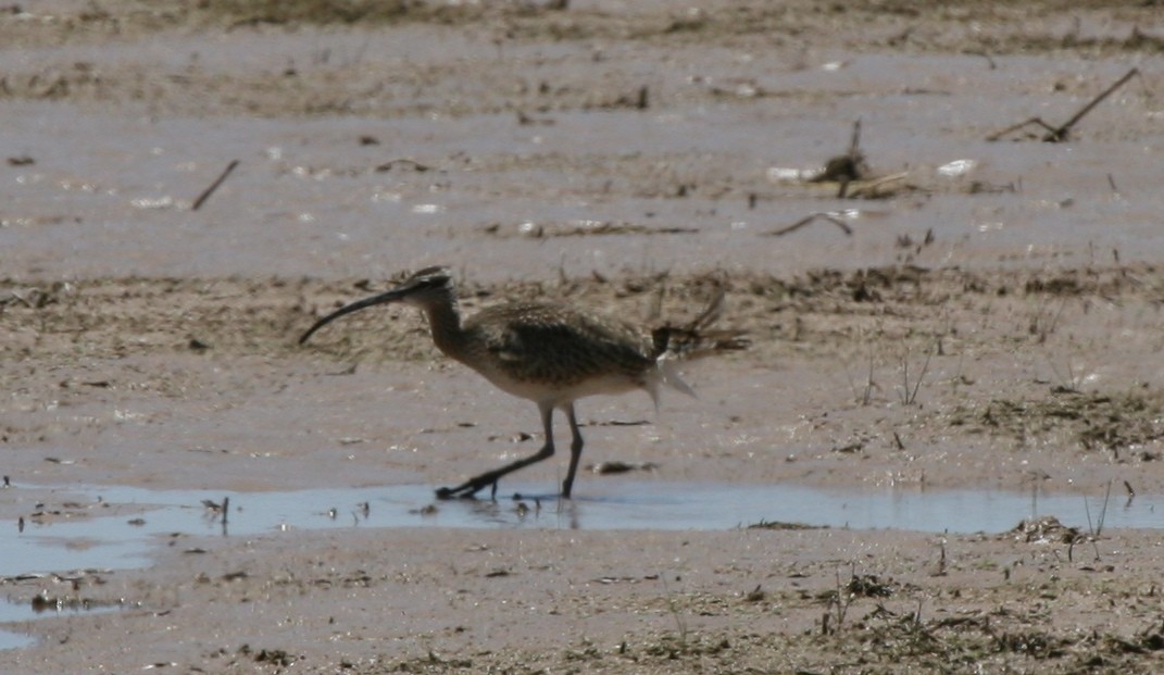 Whimbrel - Cole Wolf