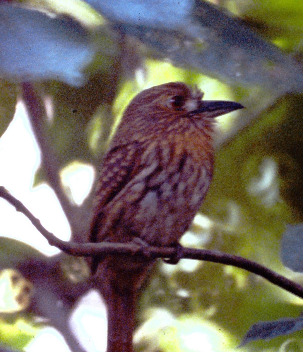 White-whiskered Puffbird - ML270147131