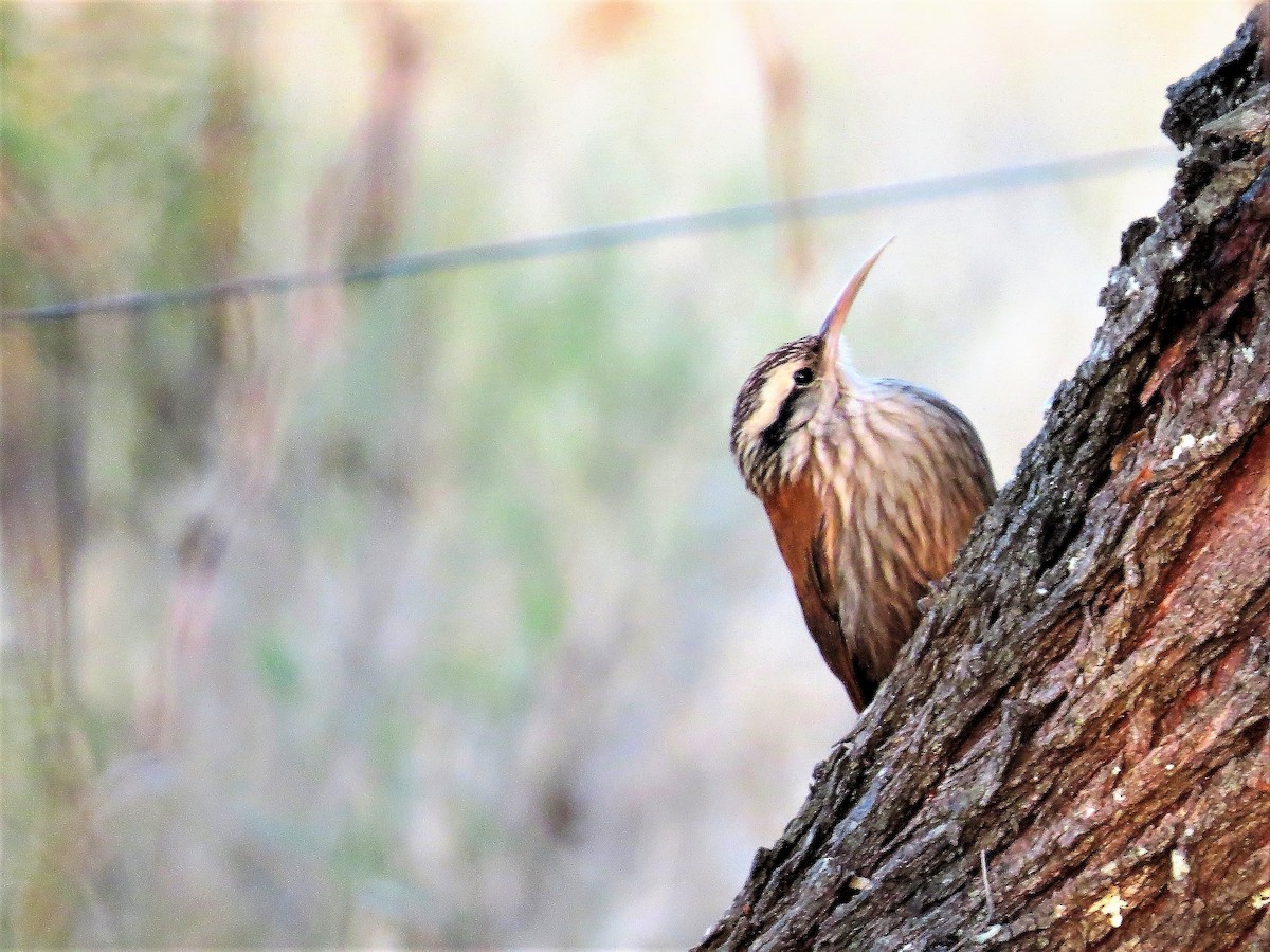 Narrow-billed Woodcreeper - ML270149221