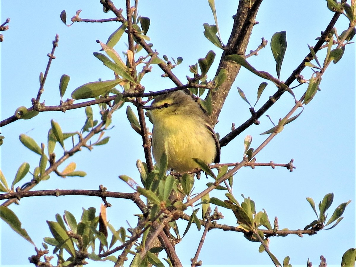 Greater Wagtail-Tyrant - ML270149261