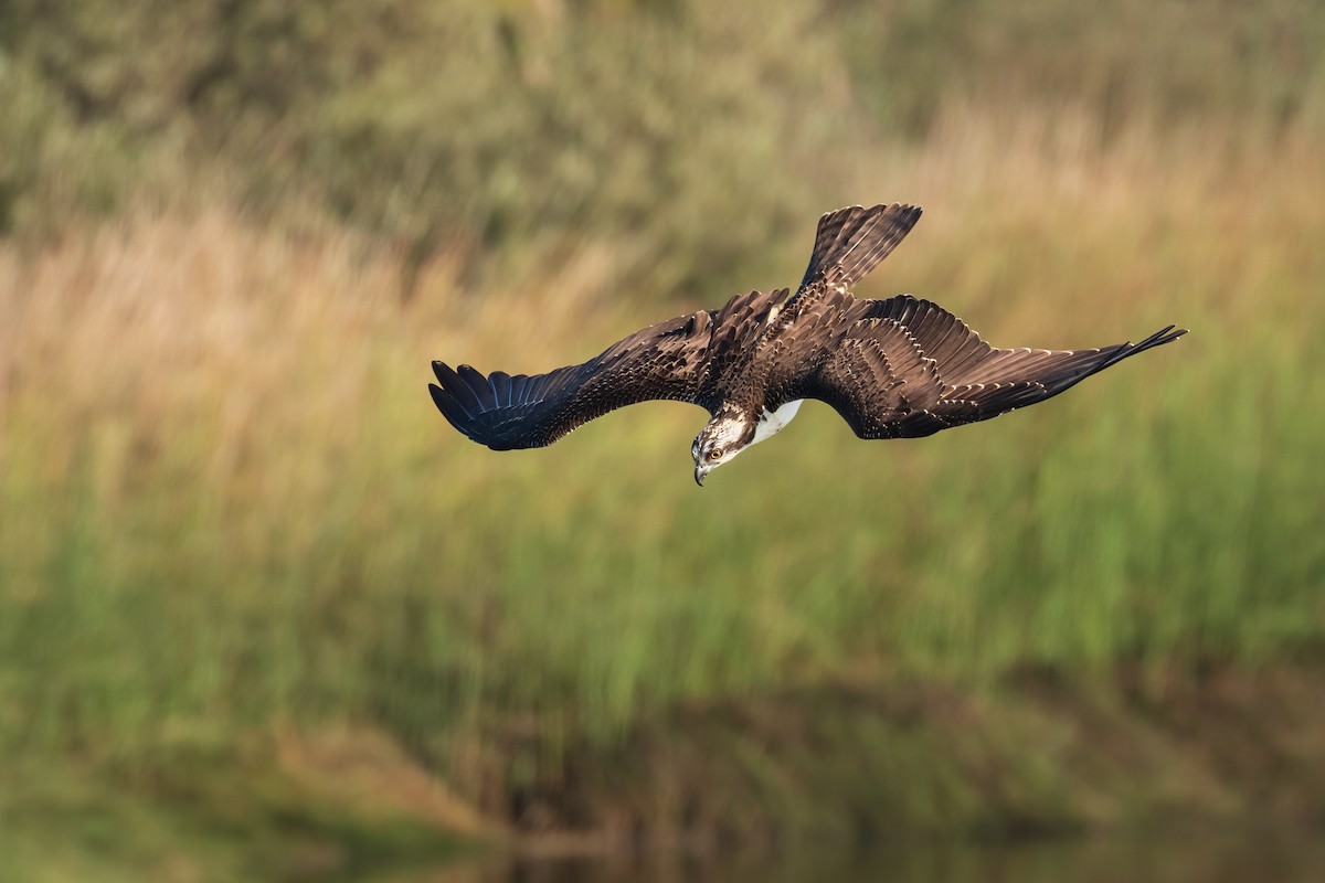 Osprey - ML270151121